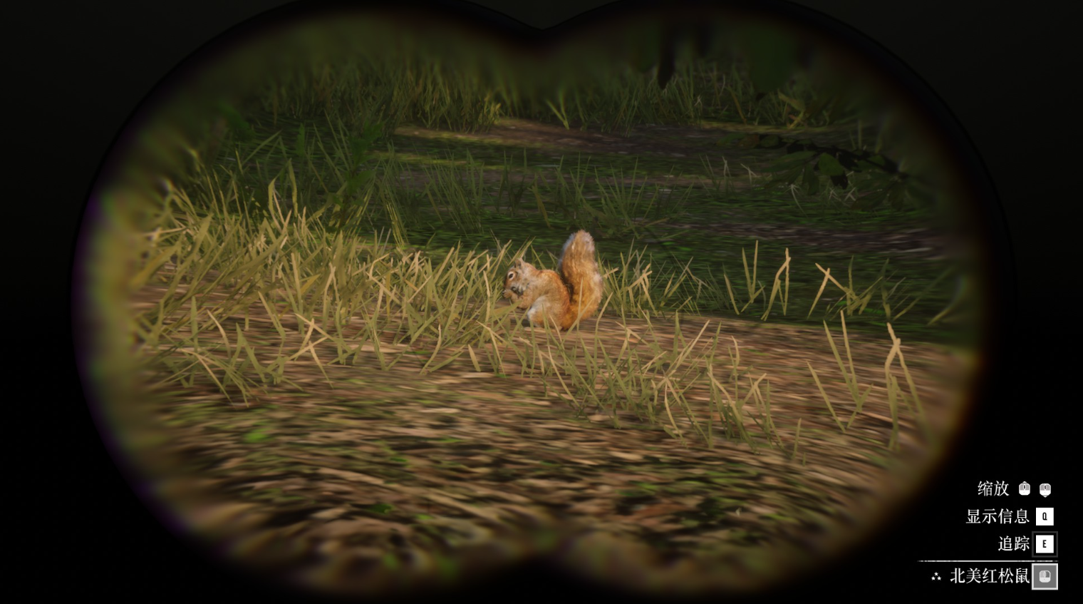 《荒野大镖客2》动物美国红松鼠在哪里找