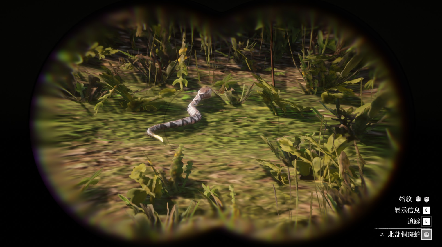 《荒野大镖客2》动物北部铜斑蛇在哪里找
